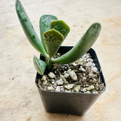 Adromischus cooperi - Plover Eggs