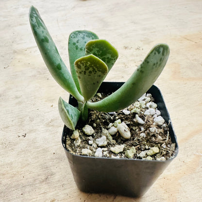 Adromischus cooperi - Plover Eggs