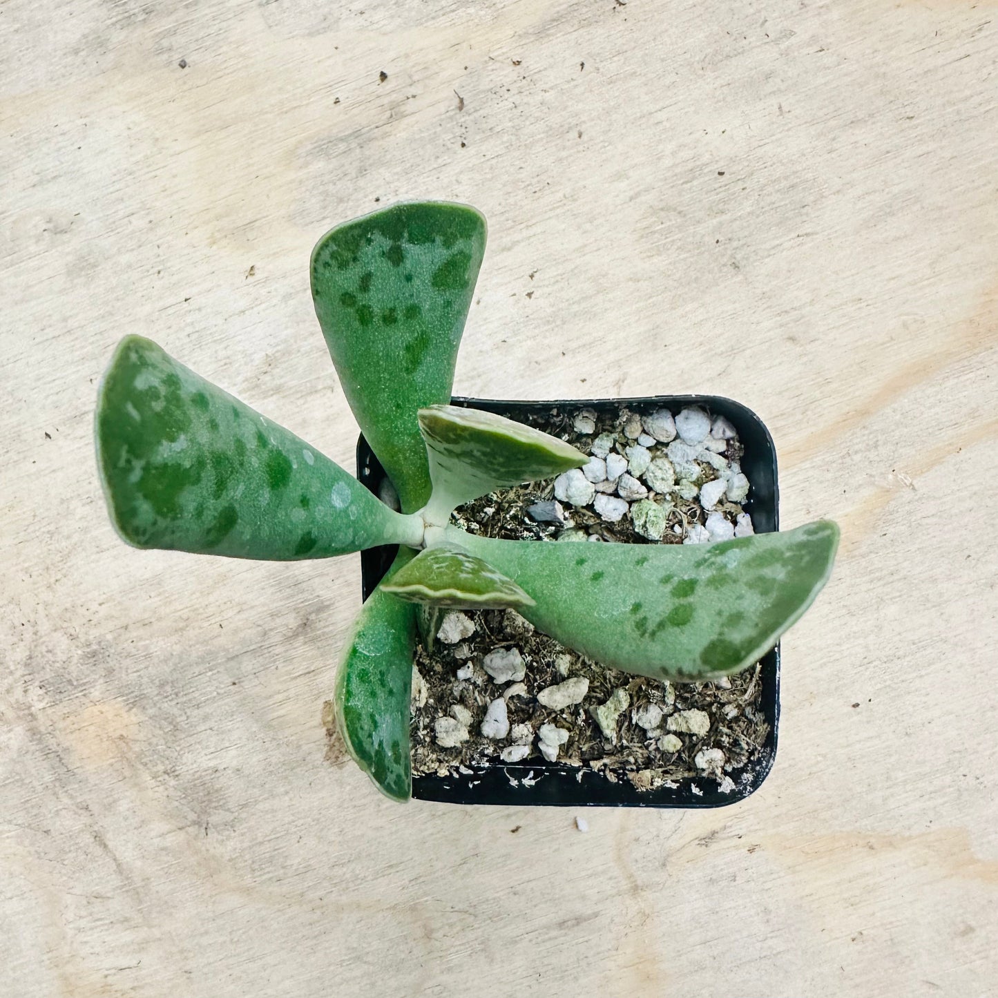 Adromischus cooperi - Plover Eggs