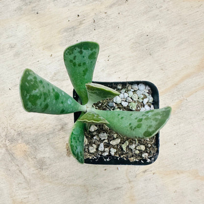 Adromischus cooperi - Plover Eggs