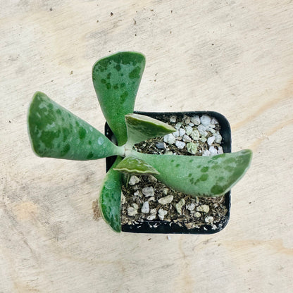 Adromischus cooperi - Plover Eggs