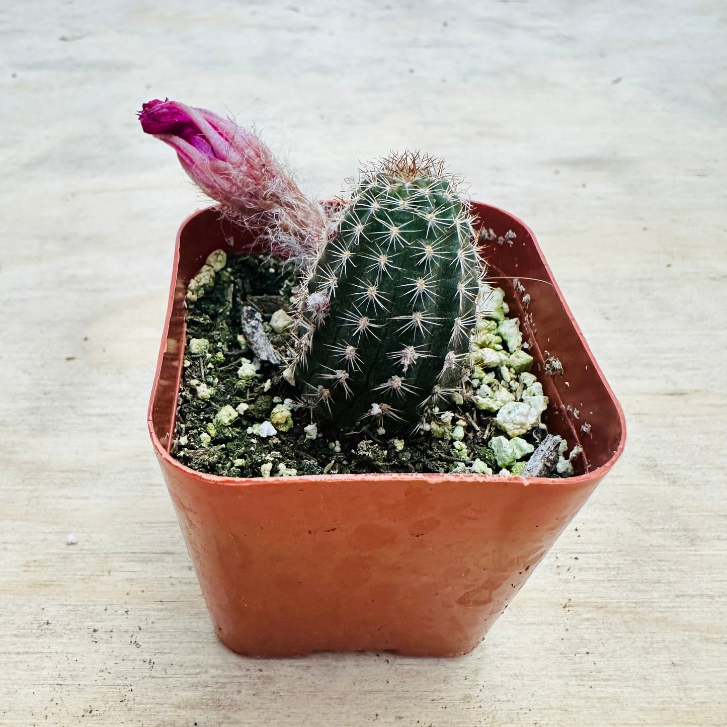 Echinopsis- Rose Quartz