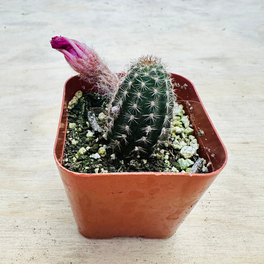 Echinopsis- Rose Quartz