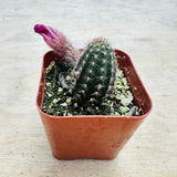 Echinopsis- Rose Quartz