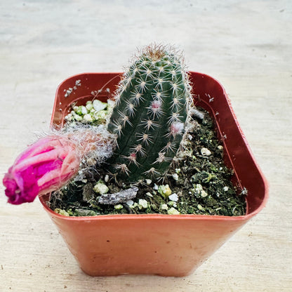 Echinopsis- Rose Quartz