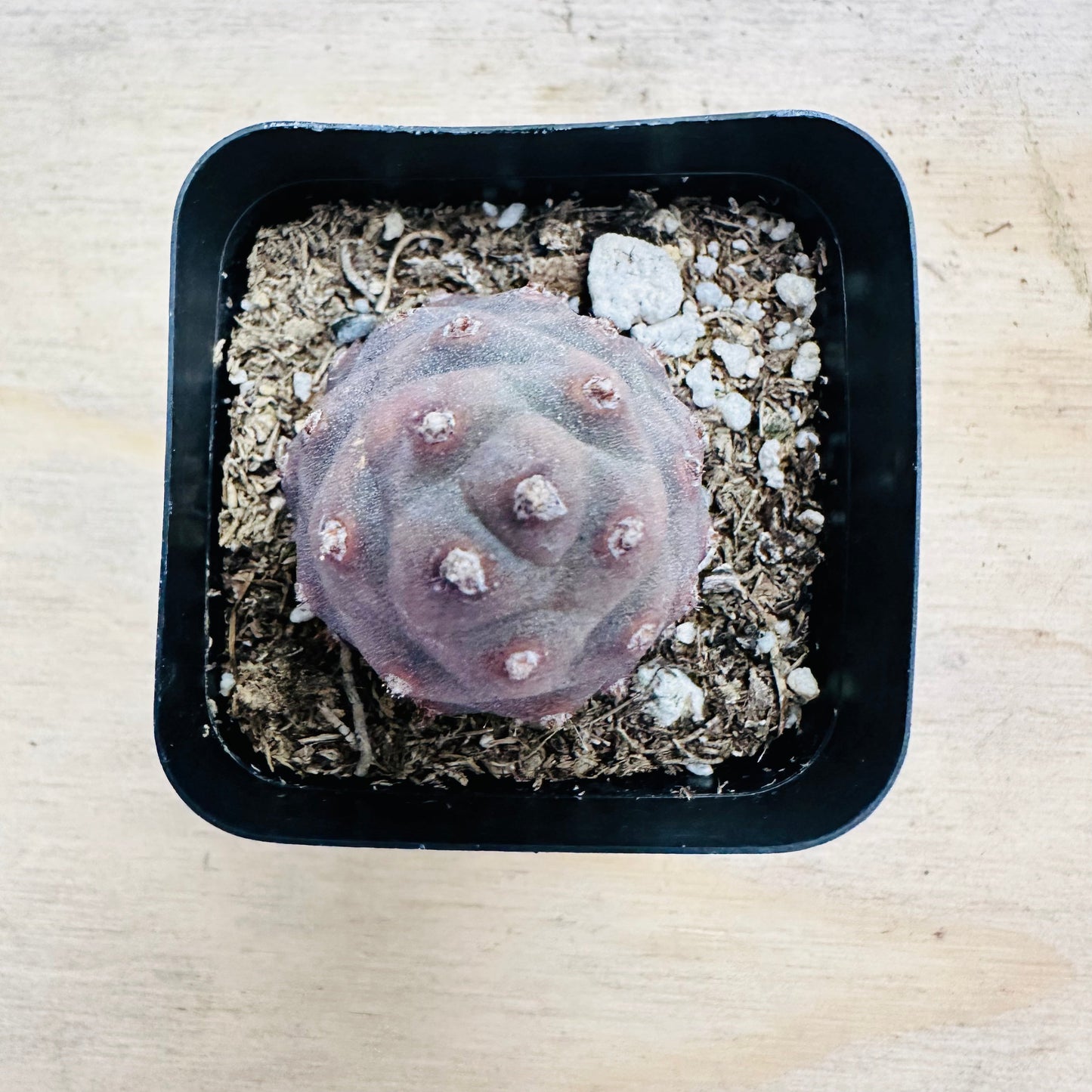 Tephrocactus articulatus var. inermis - Pine Cone Cactus