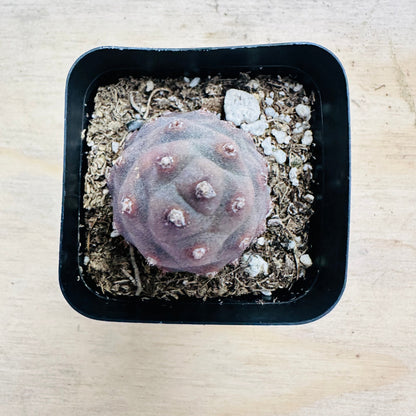 Tephrocactus articulatus var. inermis - Pine Cone Cactus