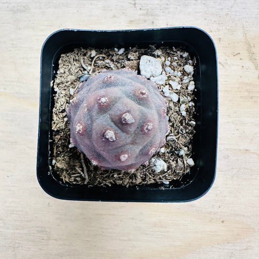 Tephrocactus articulatus var. inermis - Pine Cone Cactus