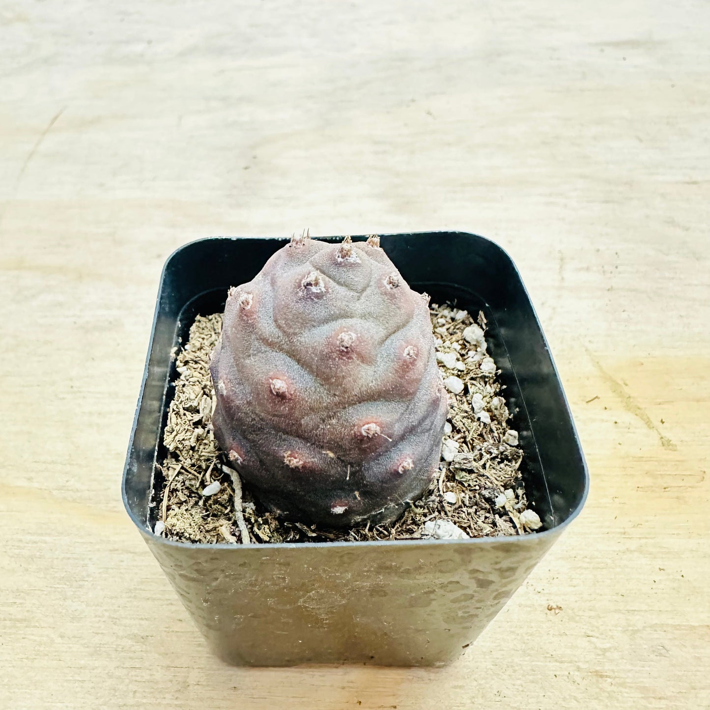 Tephrocactus articulatus var. inermis - Pine Cone Cactus