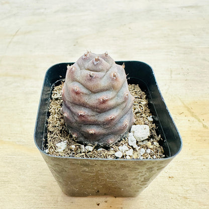 Tephrocactus articulatus var. inermis - Pine Cone Cactus