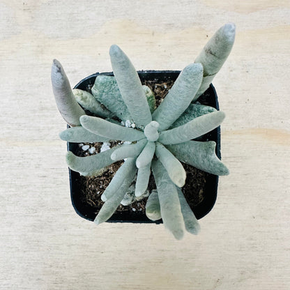 Senecio scaposus