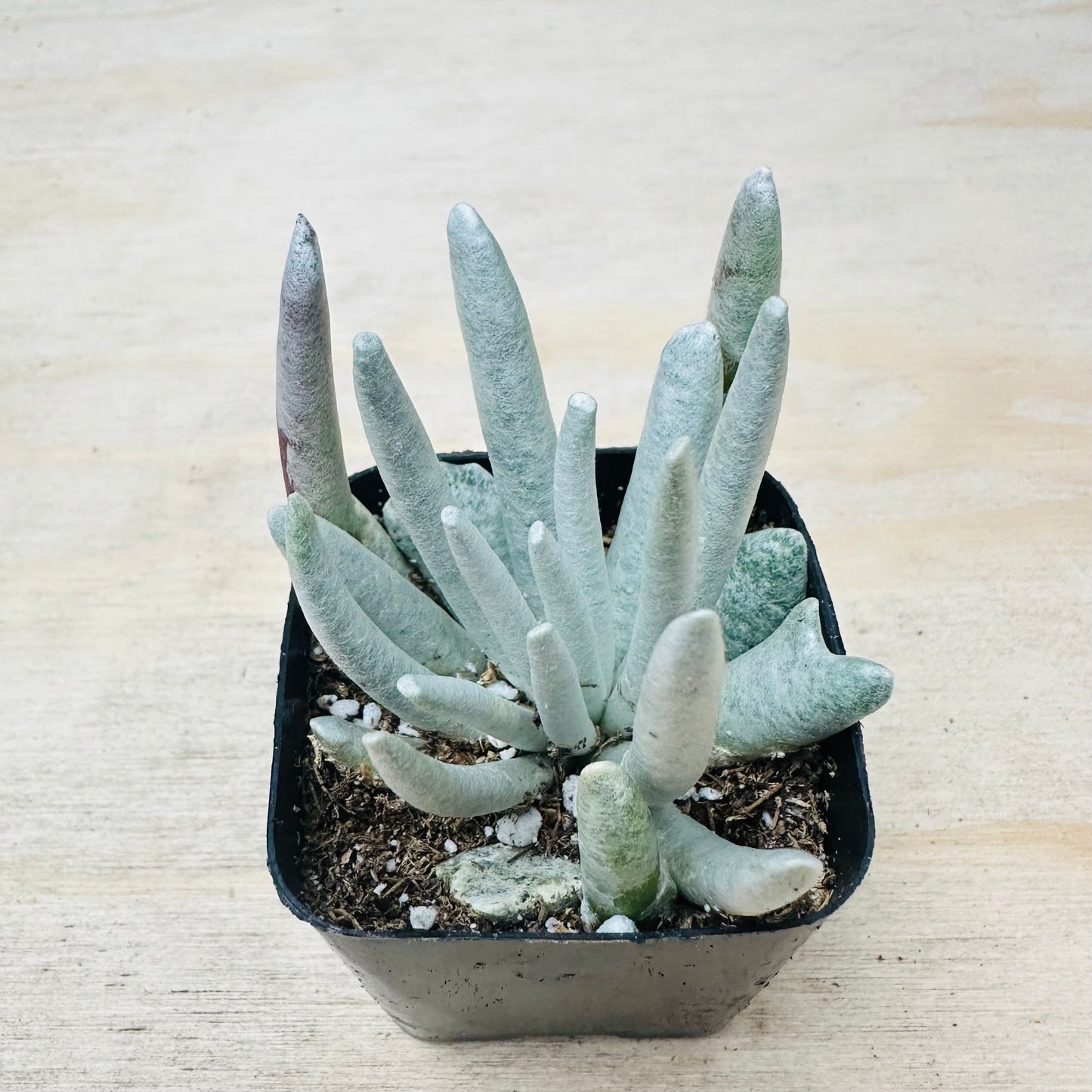 Senecio scaposus