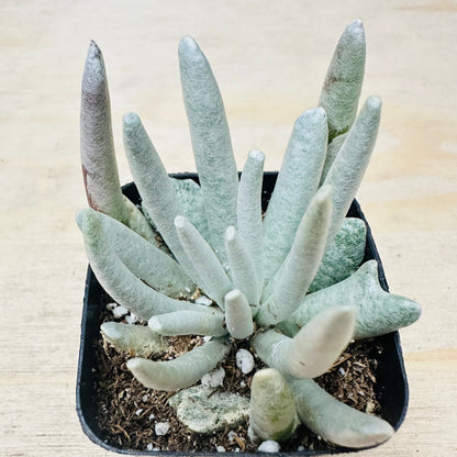 Senecio scaposus