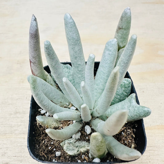 Senecio scaposus