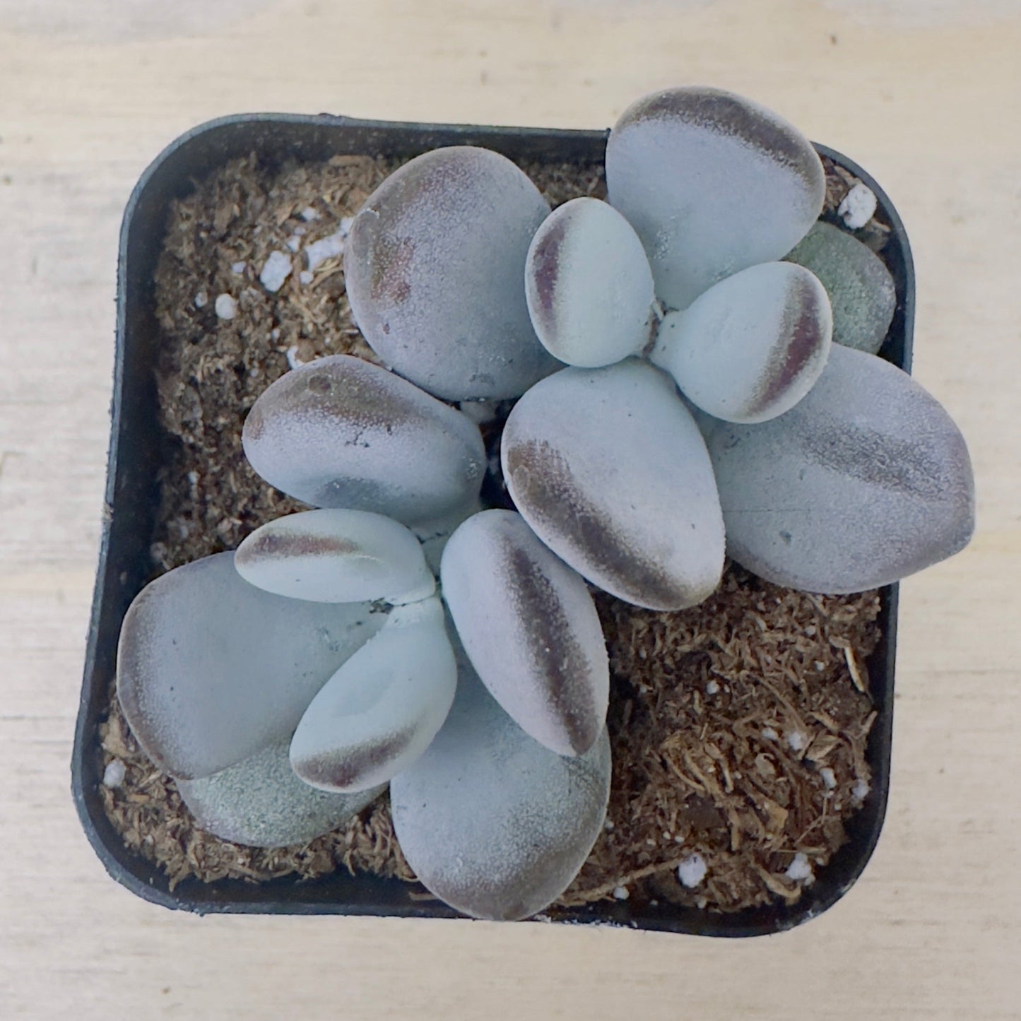 Cotyledon orbiculata - Dinteri Jacobsen