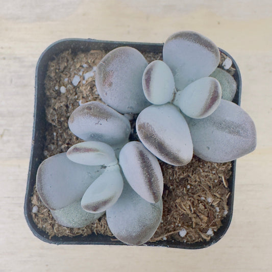 Cotyledon orbiculata - Dinteri Jacobsen