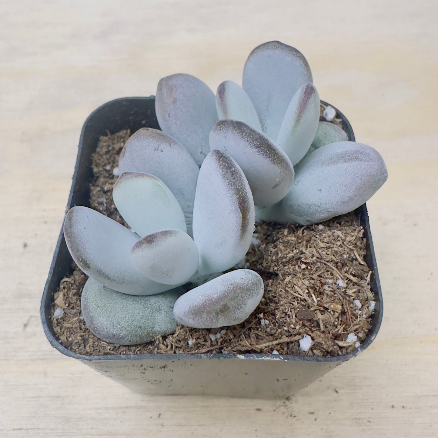 Cotyledon orbiculata - Dinteri Jacobsen