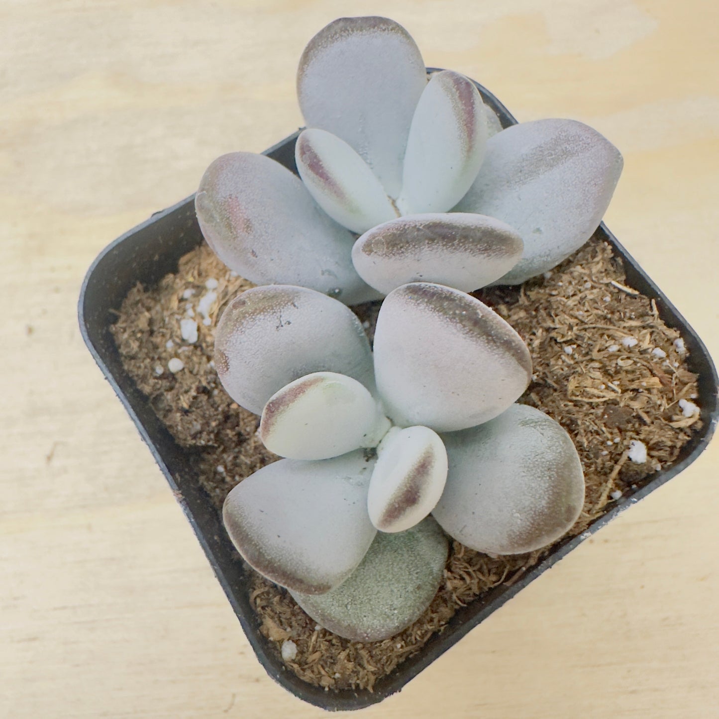Cotyledon orbiculata - Dinteri Jacobsen