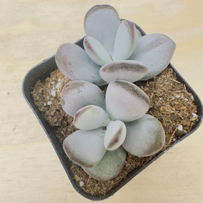 Cotyledon orbiculata - Dinteri Jacobsen