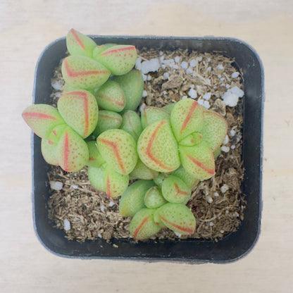 Crassula rupestris var. monticola