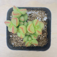 Crassula rupestris var. monticola