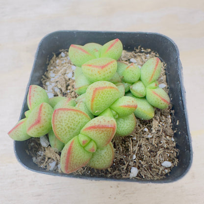 Crassula rupestris var. monticola