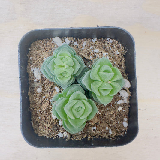 Crassula Susannae