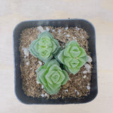 Crassula Susannae