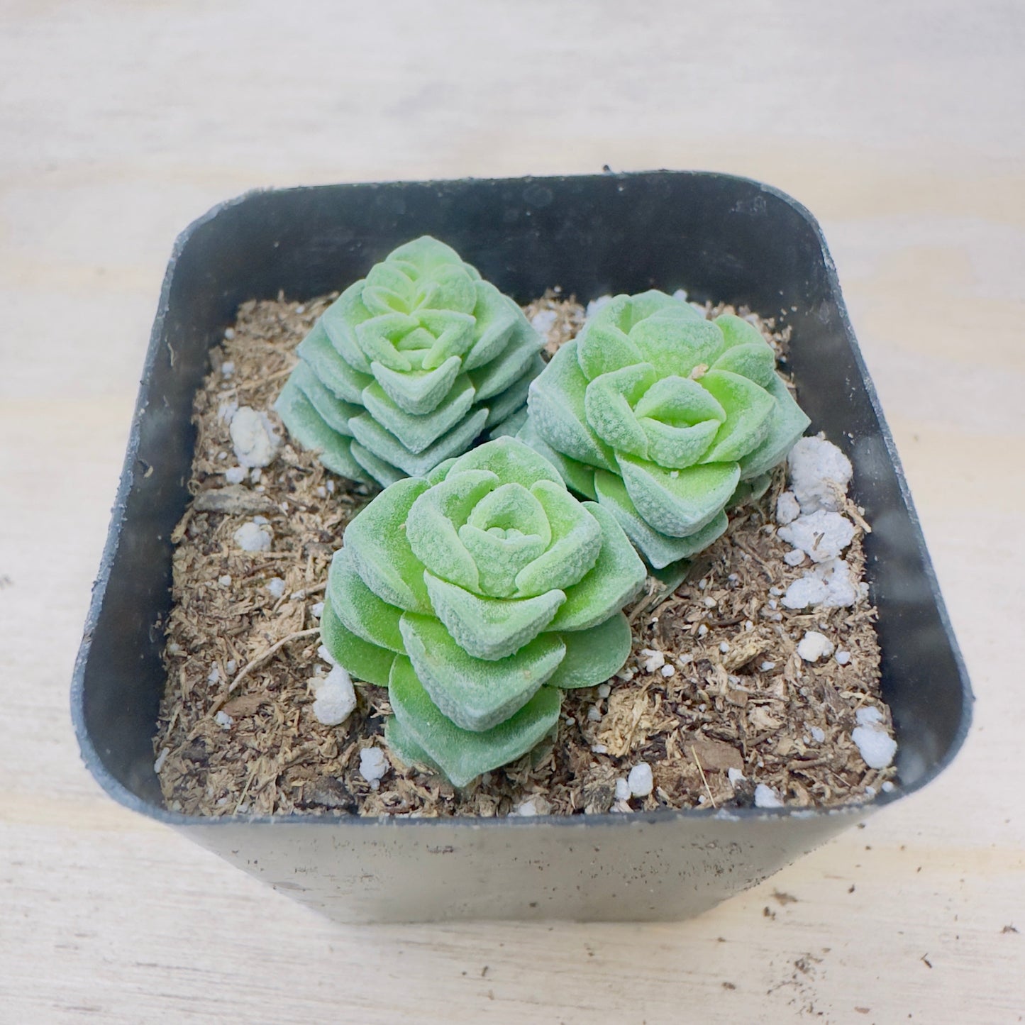 Crassula Susannae