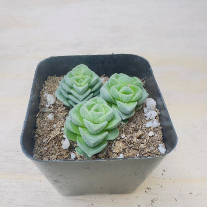Crassula Susannae