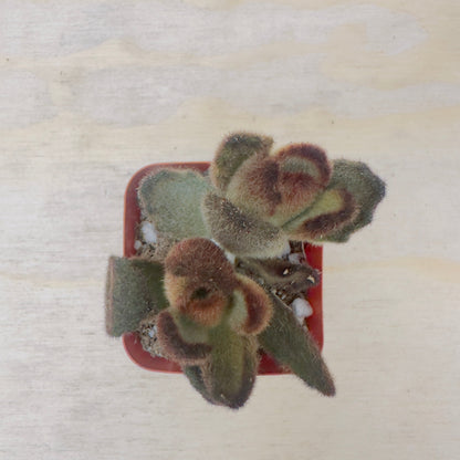 Kalanchoe tomentosa 'Teddy Bear'