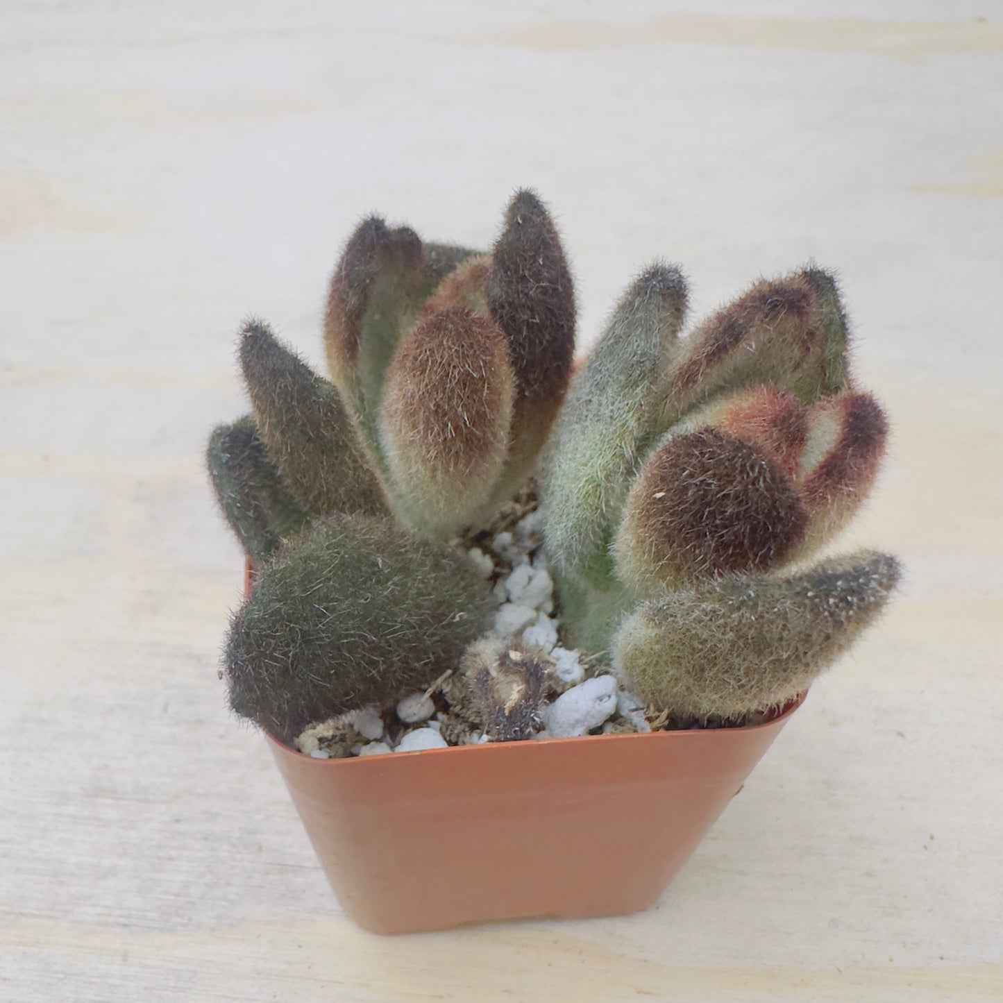 Kalanchoe tomentosa 'Teddy Bear'