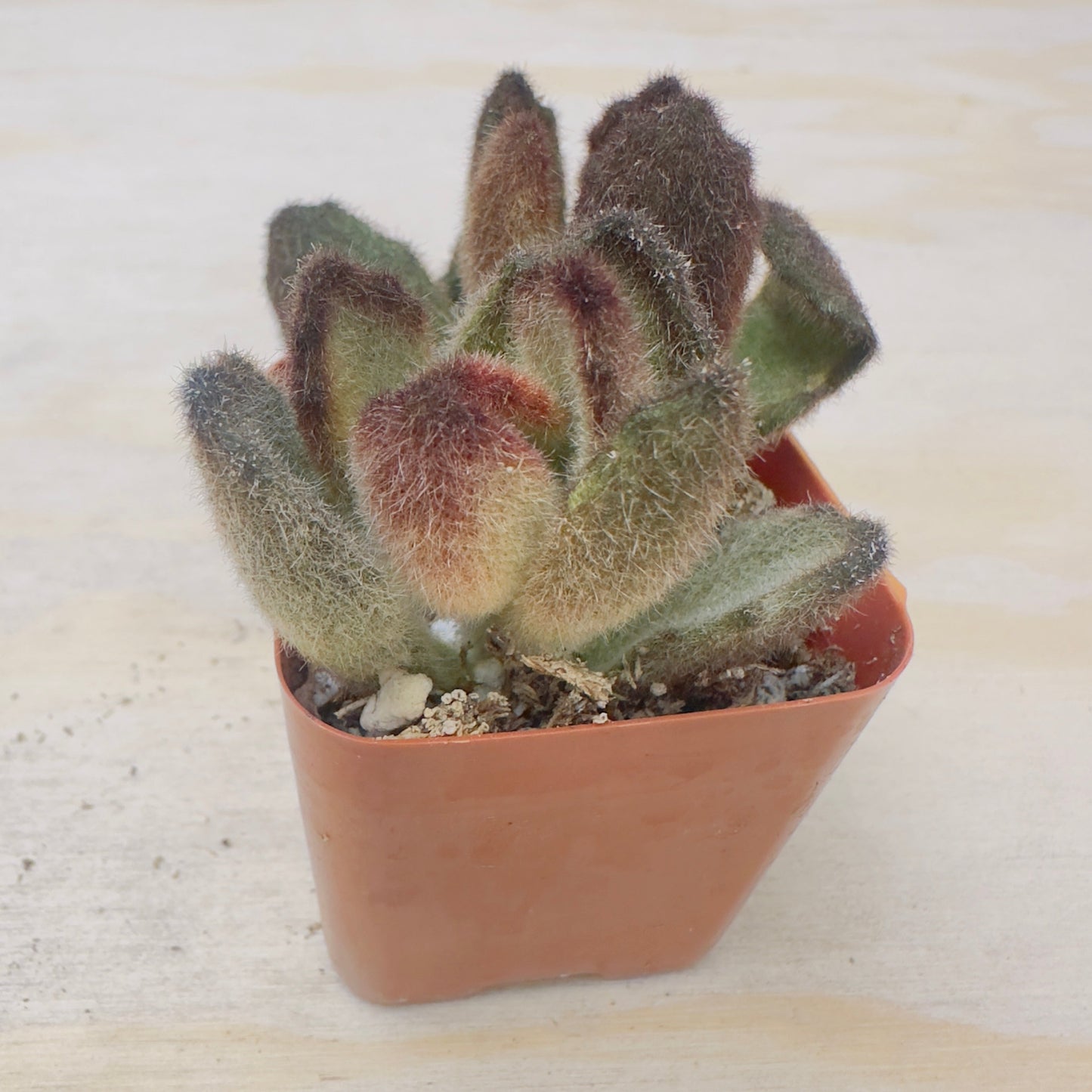 Kalanchoe tomentosa 'Teddy Bear'