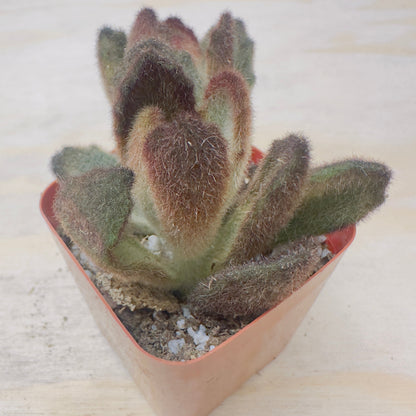 Kalanchoe tomentosa 'Teddy Bear'