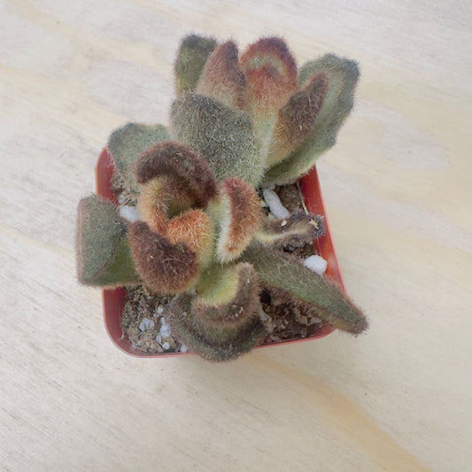 Kalanchoe tomentosa 'Teddy Bear'