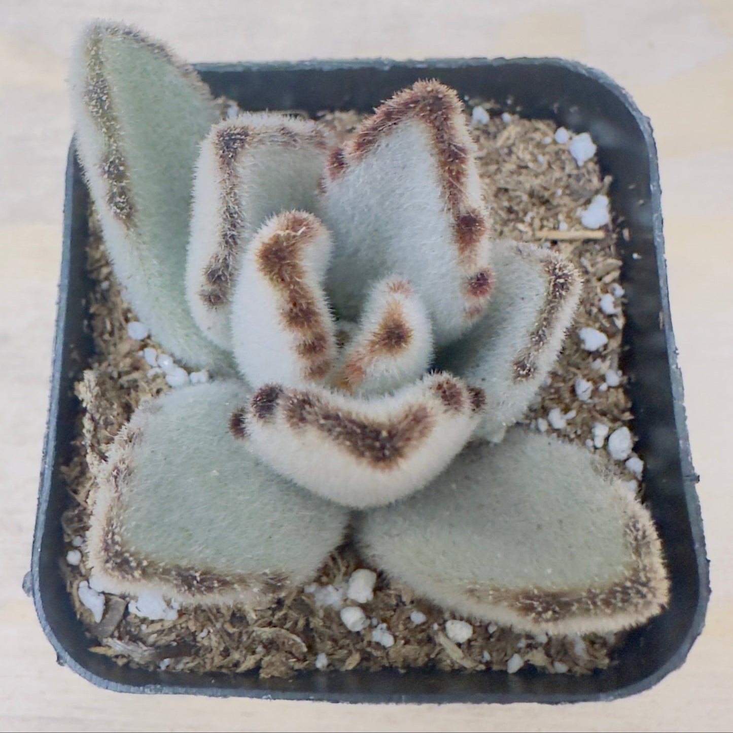 Kalanchoe tomentosa 'Panda plant'