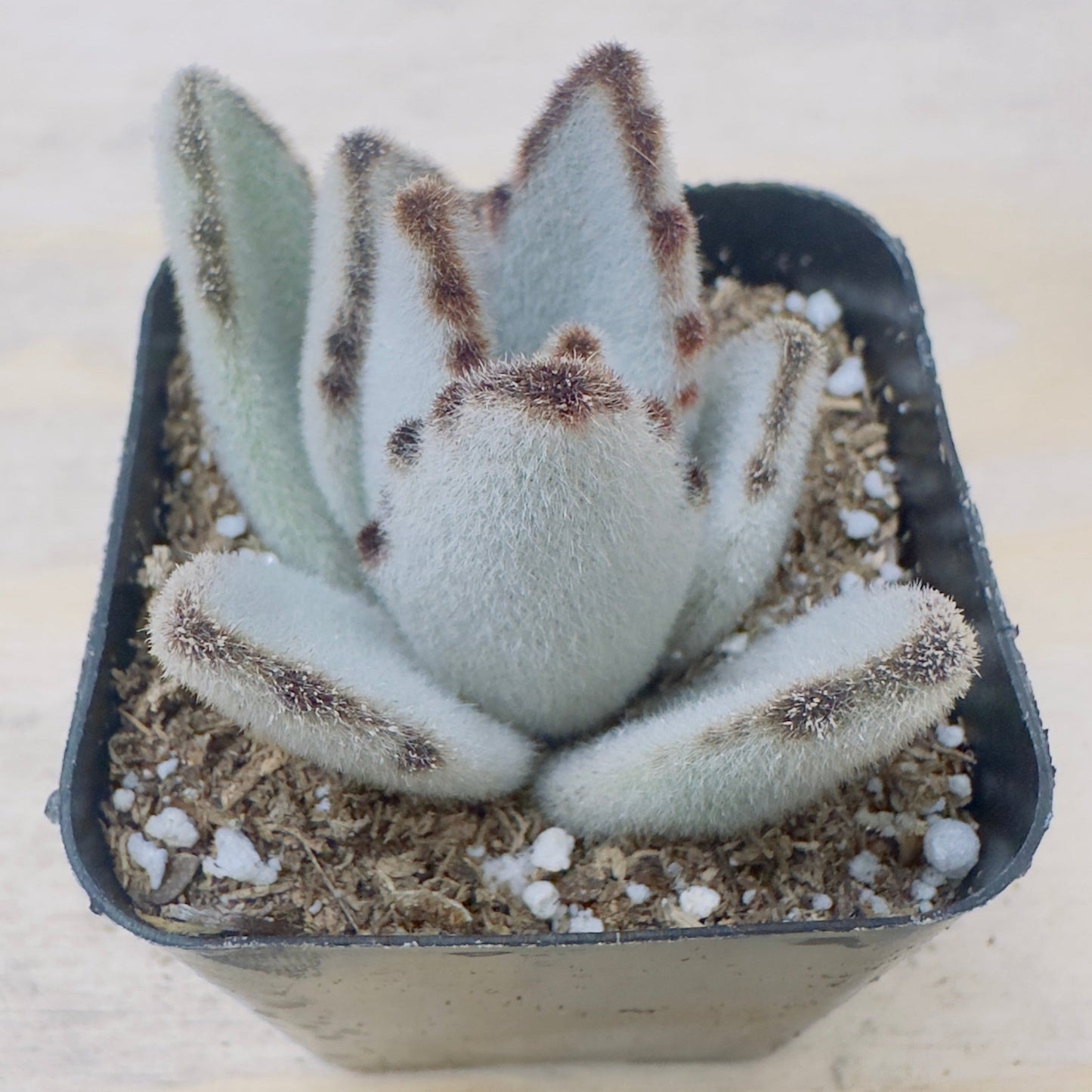 Kalanchoe tomentosa 'Panda plant'