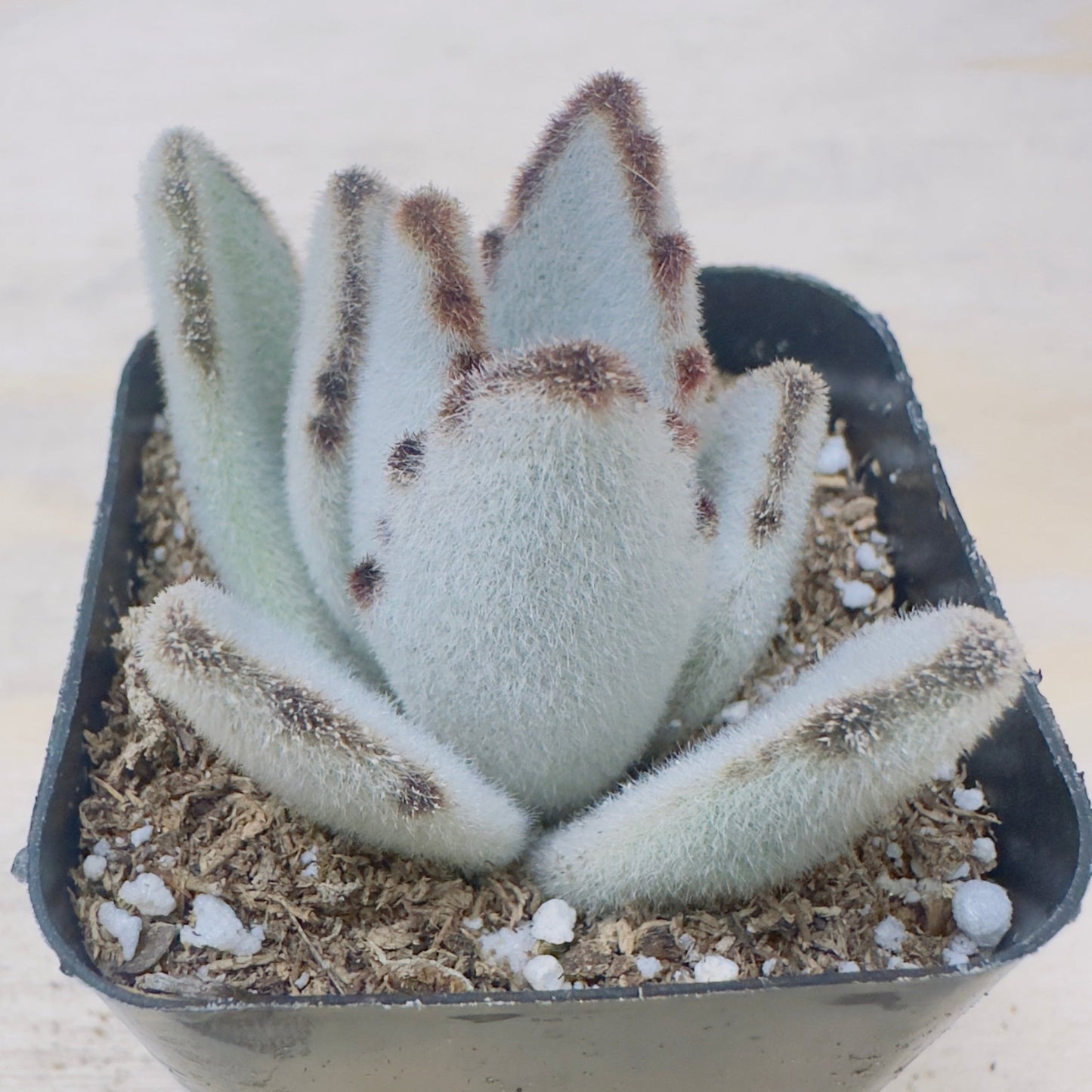 Kalanchoe tomentosa 'Panda plant'