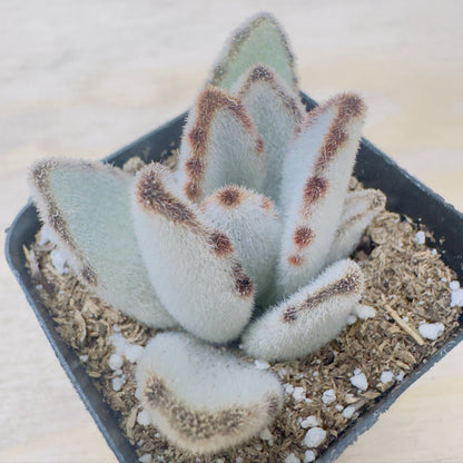 Kalanchoe tomentosa 'Panda plant'