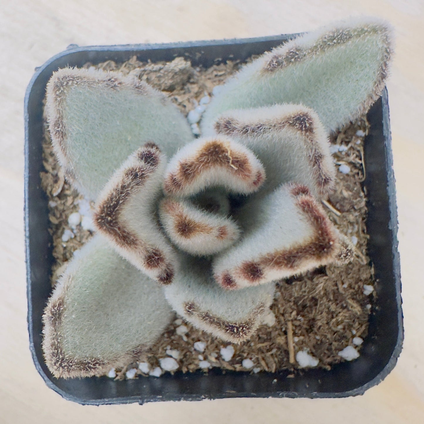 Kalanchoe tomentosa 'Panda plant'