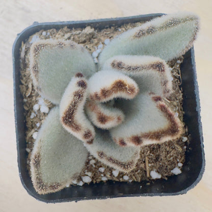 Kalanchoe tomentosa 'Panda plant'