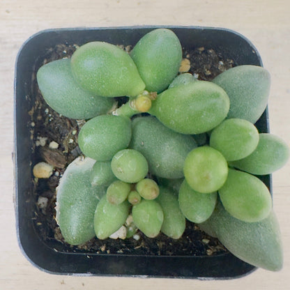 Adromischus filicaulis ssp. marlothii