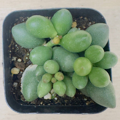 Adromischus filicaulis ssp. marlothii