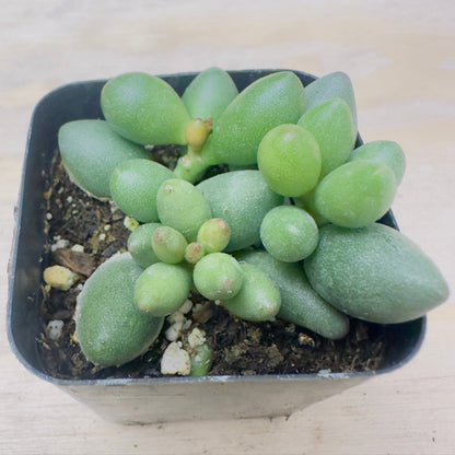 Adromischus filicaulis ssp. marlothii
