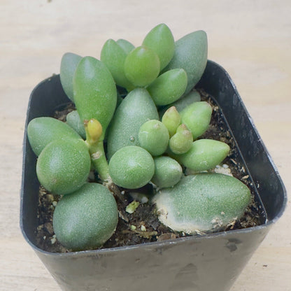 Adromischus filicaulis ssp. marlothii