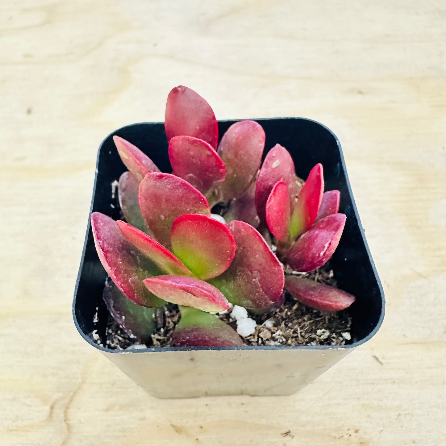 Crassula pubescens ssp. radicans - Large Red Carpet Stonecrop