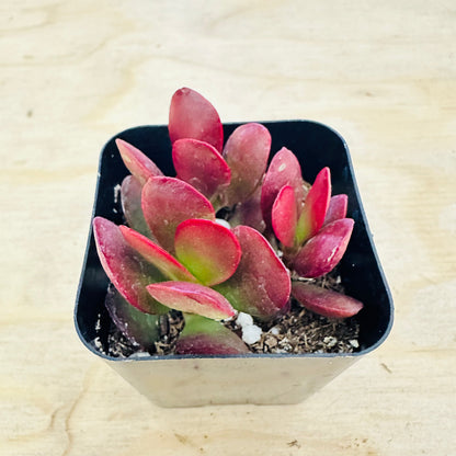 Crassula pubescens ssp. radicans - Large Red Carpet Stonecrop
