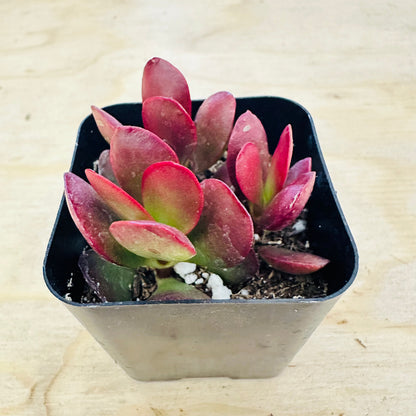 Crassula pubescens ssp. radicans - Large Red Carpet Stonecrop