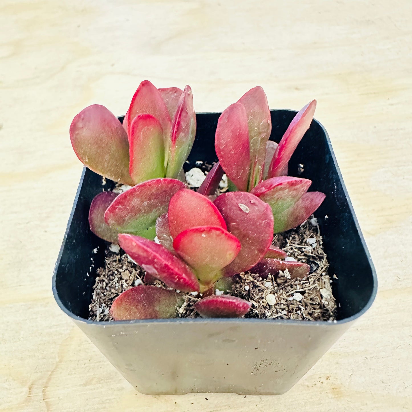 Crassula pubescens ssp. radicans - Large Red Carpet Stonecrop