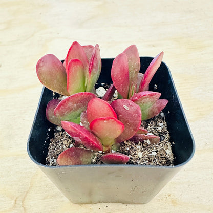 Crassula pubescens ssp. radicans - Large Red Carpet Stonecrop
